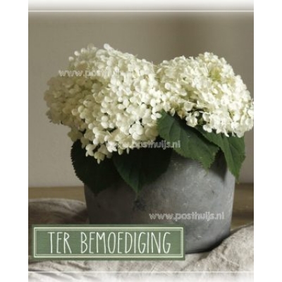 Fotokaart | Bemoediging | Witte hortensia